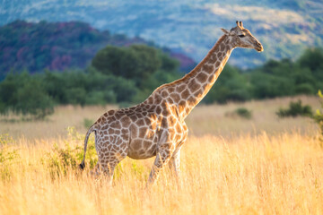 giraffe, pilanesburg national park, nr johannesburg, south africa