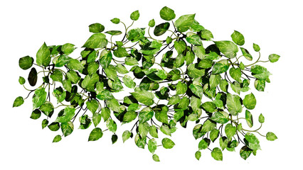 Wall Mural - Devil's ivy, patch of climbing plant, isolated on transparent background