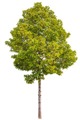 real tree on the transparent background has removed the original background