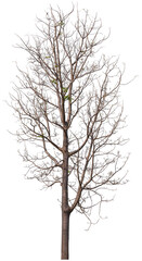 real death tree PNG file transparent