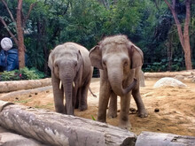 Two Asian Elephants In Chimelong Paradise Zoo. Guangzhou. China. Asia