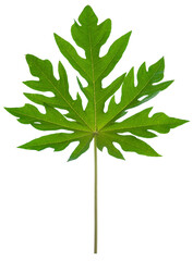 Aufkleber - papaya leaf PNG file removed original background