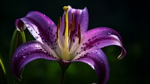 Purple Lily At Dawn