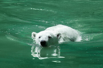 polar bear swimming in arctic ocean . wild animal in the sea