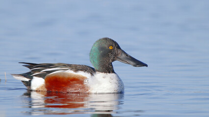 Wall Mural - Northern shoveler bird in water, male or drake in breeding plumage, Spatula clypeata