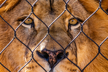 portrait of a lion