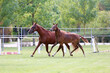 Warmblood chestnut mare and filly enjoy green grass together at equestrian centre  summertime