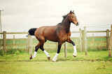 Fototapeta Konie - Bay horse wearing white boots galloping and bucking playfully in a grassy paddock