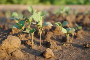 Baby kale is germinate in vegetable garden or organic farm. 