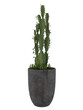 © ArtantiAyu - Euphorbia ingens plants on grey pot mockup. 3d rendering. 3d illustration