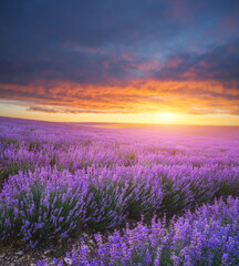 Canvas Print - Meadow of lavender at sunset.