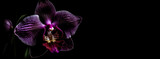 Dark purple orchid flower in black background generative ai