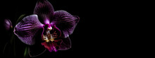 Dark Purple Orchid Flower In Black Background Generative Ai