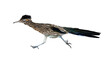  Greater Roadrunner (Geococcyx californianus) Photo, With Transparent Background, Racing After Some Prey