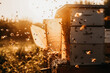 A swarm of bees flying around the hive after a day of collecting nectar from flowers against the setting sun, golden hour. The concept of beekeeping and keeping bees. Generative ai