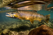 brown trout underwater in the lake generated by ai