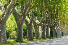 Alley Of Old Trimmed Platanus Trees