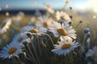 Makro-Aufnahme von Margeriten auf einer Wiese im Frühling. Schöne weiße Blumen in freier Natur und bei gutem Wetter. Ideal als Hintergrund zum Frühling. Generativ KI