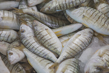 Wall Mural - Purrfishes are exhibited for sale in fish market, Turkey.