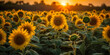 Banner Sunflower fields in warm evening light.