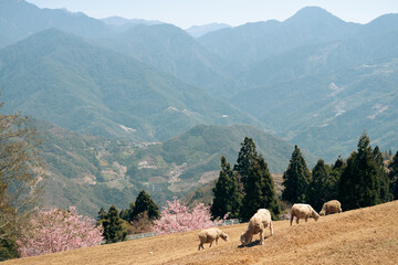 Sticker - Cingjing Farm with sheep at spring in Nantou county, Taiwan