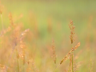 Wall Mural - grass flowers glow in the sunlight