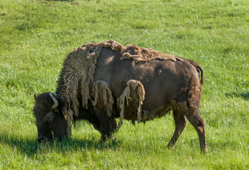 Canvas Print - Bison molting