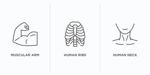 human body parts outline icons set. thin line icons such as muscular arm, human ribs, human neck vector. linear icon sheet can be used web and mobile