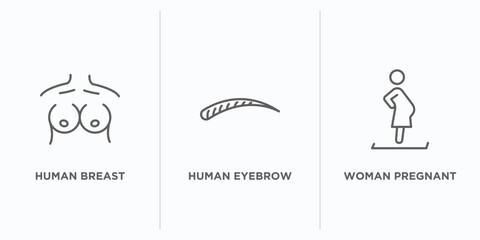 Poster - human body parts outline icons set. thin line icons such as human breast, human eyebrow, woman pregnant vector. linear icon sheet can be used web and mobile