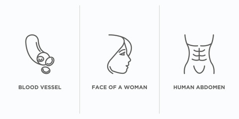 Poster - human body parts outline icons set. thin line icons such as blood vessel, face of a woman, human abd