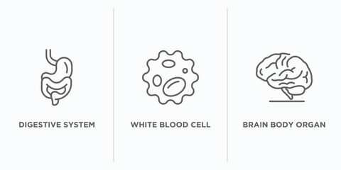 Poster - human body parts outline icons set. thin line icons such as digestive system, white blood cell, brain body organ vector. linear icon sheet can be used web and mobile