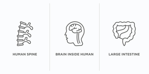 Poster - human body parts outline icons set. thin line icons such as human spine, brain inside human head, la