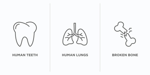 Poster - human body parts outline icons set. thin line icons such as human teeth, human lungs, broken bone ve