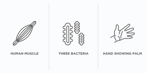 Poster - human body parts outline icons set. thin line icons such as human muscle, three bacteria, hand showing palm vector. linear icon sheet can be used web and mobile