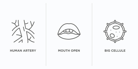 Poster - human body parts outline icons set. thin line icons such as human artery, mouth open, big cellule ve