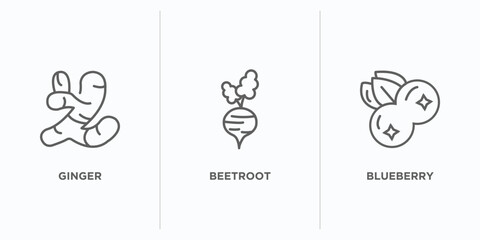 Poster - fruits and vegetables outline icons set. thin line icons such as ginger, beetroot, blueberry vector. linear icon sheet can be used web and mobile