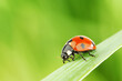 canvas print picture ladybug on grass