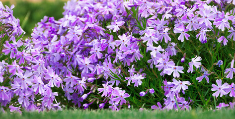 Wall Mural - Panoramic View of Vibrant Purple Phlox Flowers on Abstract Natural Background