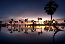 Beautiful Landscape Of Nature With Dramatic Cloudscape, Row Of Palm Trees In Silhouette Reflect On The Surface Water Of The River At Sunrise