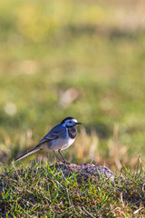 Sticker - White wagtail looking at a meadow a sunny spring day