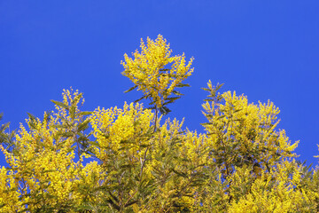 Wall Mural - Bright yellow flowers of Acacia dealbata tree  against blue sky