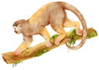 Squirrel monkey on tree branch Watercolor illustration