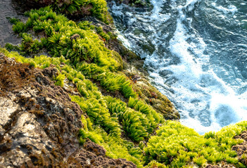 Wall Mural - the stones in the Co Thach coast were fully covered with moss and seaweed. That coast is located in Tuy Phong, Binh Thuan province, Vietnam