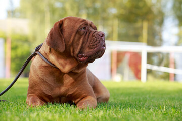 Wall Mural - Dogue de bordeaux