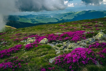 Wall Mural - Wonderful blooming alpine pink rhododendron fields on the hills, Romania