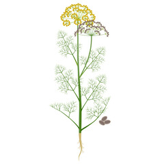 Wall Mural - Dill plant with flowers and fruits on a white background.