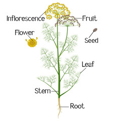 Wall Mural - Parts of a dill plant on a white background.