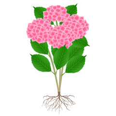Wall Mural - Bush of pink hydrangea with roots on a white background.