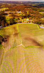 Wall Mural - South Australia Vineyards, aerial view from drone