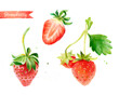 Strawberry hand-painted watercolor illustration set, whole berries and cut